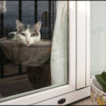 MinimalAbstract &raquo; Gatucha