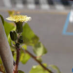 Podi és podi &raquo; CERRAJA - GRESPINO