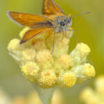 Martin Gallego &raquo; Papallona Thymelicus acteon, daurat fosc.