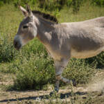 SantiMB Photos &raquo; Rayas heredadas