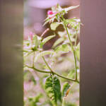 El diletant perplex &raquo; de l’altra banda