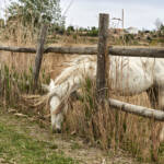 El diletant perplex &raquo; l’herba és més verda de l’altra banda