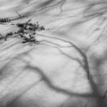 Mirados » Árbol níveo