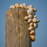 Miguelemele &raquo; Superpoblado