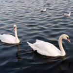 Lumen imago » Cisnes