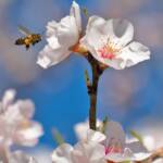 Martin Gallego &raquo; Abella de la mel, Apis melifera, acudint a flors d'ametller, Prunus dulcis.