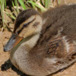 Miguelemele » Patito soleado