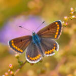 Martin Gallego » Polyommatus icarus, blaveta comuna. Papallones de tardor!