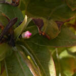 Podi és podi &raquo; Don Diego de Noche - Bella di notte