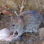 Miguelemele » Sobreviviendo entre inmundicias