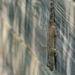 Miguelemele &raquo; Verticalidad