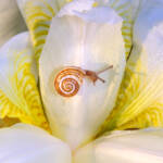 Martin Gallego &raquo; Pseudotachea splendida, cargolet també anomenat reineta.