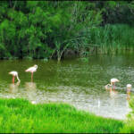 El divino paciente &raquo; De Aqui, de Alli, de Todas Partes